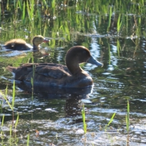 Aythya australis at Fyshwick, ACT - 14 Feb 2021 06:31 PM