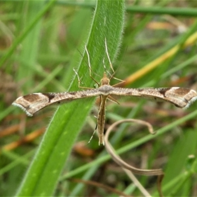 Sinpunctiptilia emissalis (Speedwell Pterror) at Jacka, ACT - 14 Feb 2021 by HarveyPerkins