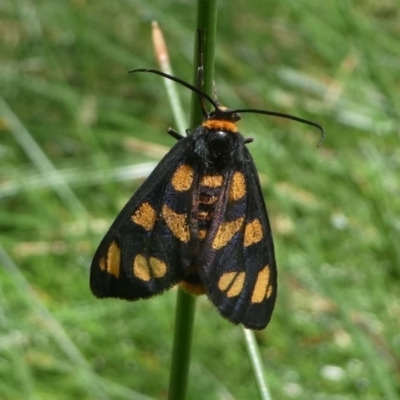 Amata (genus) (Handmaiden Moth) at Jacka, ACT - 14 Feb 2021 by HarveyPerkins