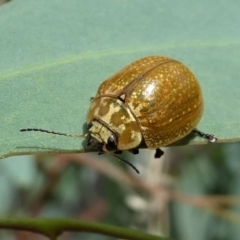 Paropsisterna cloelia (Eucalyptus variegated beetle) at Jacka, ACT - 14 Feb 2021 by HarveyPerkins