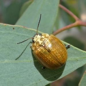 Paropsisterna cloelia at Jacka, ACT - 14 Feb 2021