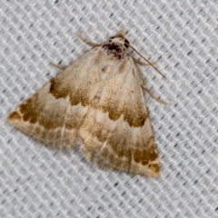 Eublemma amoena (Crown Moth) at Melba, ACT - 12 Feb 2021 by Bron
