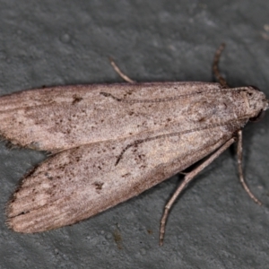 Heteromicta pachytera at Melba, ACT - 12 Feb 2021 02:30 PM