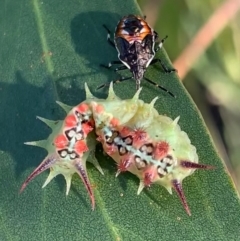 Doratifera quadriguttata and casta (Four-spotted Cup Moth) at Murrumbateman, NSW - 15 Feb 2021 by SimoneC