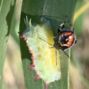 Doratifera quadriguttata and casta at Murrumbateman, NSW - 15 Feb 2021