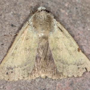 Pantydia (genus) at Melba, ACT - 12 Feb 2021 02:34 PM