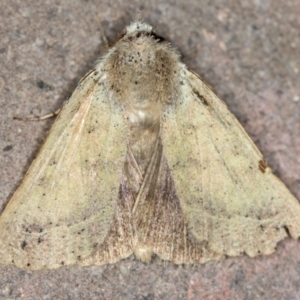 Pantydia (genus) at Melba, ACT - 12 Feb 2021