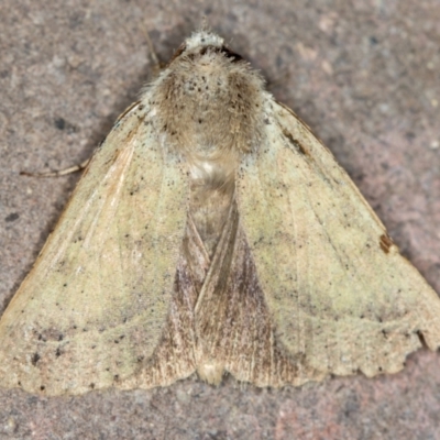 Pantydia (genus) (An Erebid moth) at Melba, ACT - 12 Feb 2021 by Bron