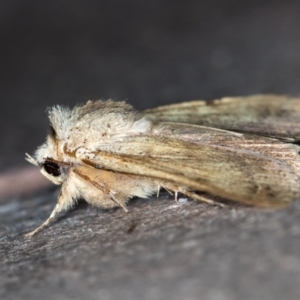 Pantydia (genus) at Melba, ACT - 12 Feb 2021 02:34 PM