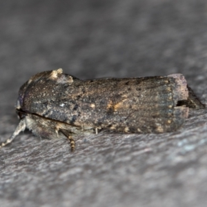 Proteuxoa provisional species 1 at Melba, ACT - 12 Feb 2021