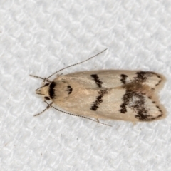 Compsotropha strophiella (A Concealer moth (Wingia group)) at Melba, ACT - 12 Feb 2021 by Bron
