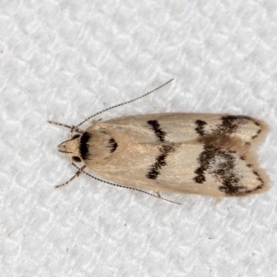 Compsotropha strophiella (A Concealer moth (Wingia group)) at Melba, ACT - 12 Feb 2021 by Bron