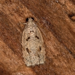 Tortricinae (subfamily) (A tortrix moth) at Melba, ACT - 11 Feb 2021 by Bron