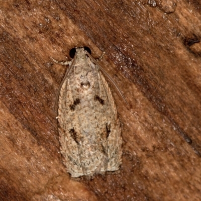 Tortricinae (subfamily) (A tortrix moth) at Melba, ACT - 11 Feb 2021 by Bron