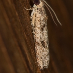 Tortricinae (subfamily) at Melba, ACT - 11 Feb 2021