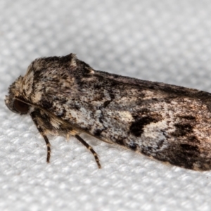 Thoracolopha verecunda at Melba, ACT - 11 Feb 2021 11:55 AM