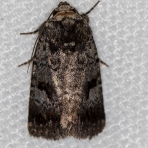 Thoracolopha verecunda at Melba, ACT - 11 Feb 2021 11:55 AM