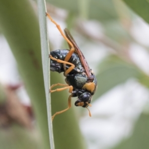 Perga sp. (genus) at Fyshwick, ACT - 10 Feb 2021