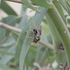 Perga sp. (genus) at Fyshwick, ACT - 10 Feb 2021