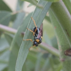 Perga sp. (genus) at Fyshwick, ACT - 10 Feb 2021