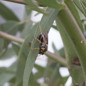 Perga sp. (genus) at Fyshwick, ACT - 10 Feb 2021