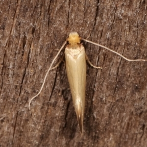 Edosa idiochroa at Melba, ACT - 14 Feb 2021 10:58 PM