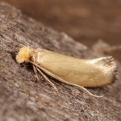 Edosa idiochroa at Melba, ACT - 14 Feb 2021