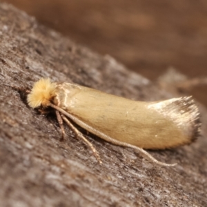 Edosa idiochroa at Melba, ACT - 14 Feb 2021