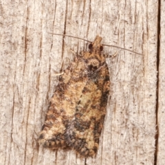Thrincophora impletana (a Tortrix moth) at Melba, ACT - 14 Feb 2021 by kasiaaus