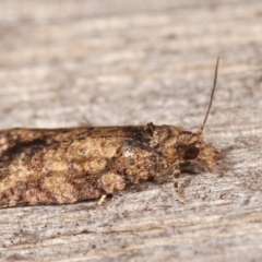 Thrincophora impletana at Melba, ACT - 14 Feb 2021