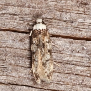 Endrosis sarcitrella at Melba, ACT - 14 Feb 2021