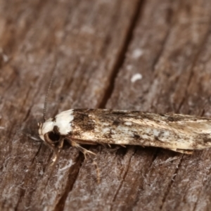 Endrosis sarcitrella at Melba, ACT - 14 Feb 2021