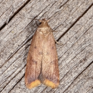 Tachystola acroxantha at Melba, ACT - 14 Feb 2021