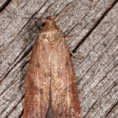 Tachystola acroxantha at Melba, ACT - 14 Feb 2021