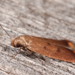 Tachystola acroxantha at Melba, ACT - 14 Feb 2021