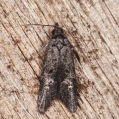 Bondia nigella (A Fruitworm moth (Family Carposinidae)) at Melba, ACT - 14 Feb 2021 by kasiaaus