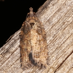 Tortricinae (subfamily) at Melba, ACT - 14 Feb 2021