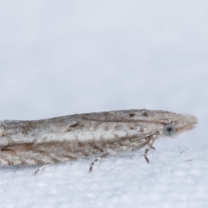 Spilonota-group at Melba, ACT - 14 Feb 2021 11:08 PM