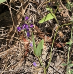 Glycine tabacina (Variable Glycine) at Red Hill to Yarralumla Creek - 24 Nov 2020 by ruthkerruish