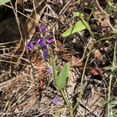 Glycine tabacina (Variable Glycine) at Hughes Garran Woodland - 24 Nov 2020 by ruthkerruish