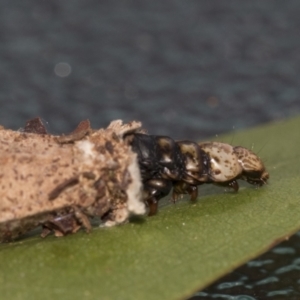 Hyalarcta nigrescens at Fyshwick, ACT - 10 Feb 2021