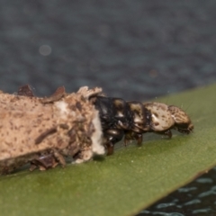 Hyalarcta nigrescens (Ribbed Case Moth) at Fyshwick, ACT - 10 Feb 2021 by AlisonMilton