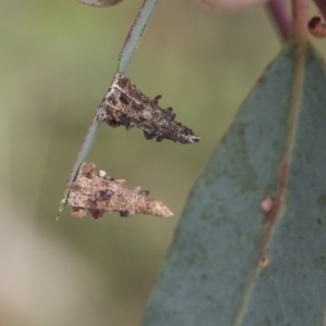 Hyalarcta nigrescens at Fyshwick, ACT - 10 Feb 2021