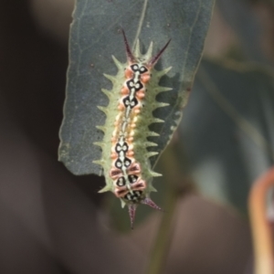 Doratifera quadriguttata and casta at Fyshwick, ACT - 10 Feb 2021