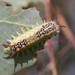 Doratifera quadriguttata and casta at Fyshwick, ACT - 10 Feb 2021