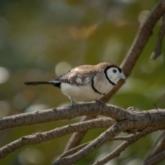 Stizoptera bichenovii (Double-barred Finch) at Gungaderra Grasslands - 13 Feb 2021 by trevsci