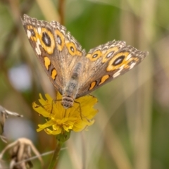 Junonia villida (Meadow Argus) at Crace, ACT - 14 Feb 2021 by trevsci