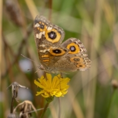 Junonia villida at Crace, ACT - 14 Feb 2021 01:25 PM