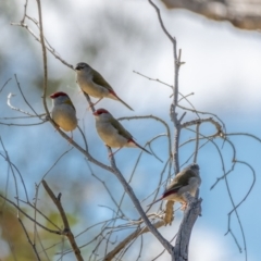 Neochmia temporalis (Red-browed Finch) at Gungaderra Grasslands - 13 Feb 2021 by trevsci