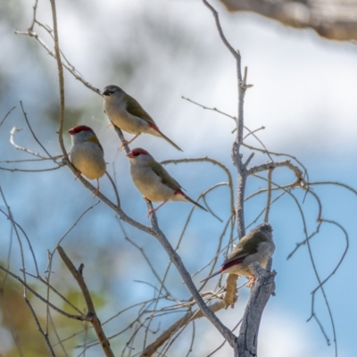 Neochmia temporalis (Red-browed Finch) at Gungaderra Grasslands - 13 Feb 2021 by trevsci